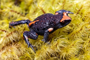 Kırmızı taçlandırılmış Toadlet, yosunlu Psödophryne australis