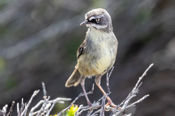 Australijski Scrub Wren Białymi Brwiami Siedzący Krzewie — Zdjęcie stockowe