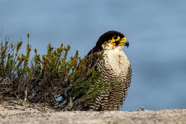 Falco Pellegrino Appollaiato Sulla Scogliera Dell Oceano Royal National Park — Foto Stock