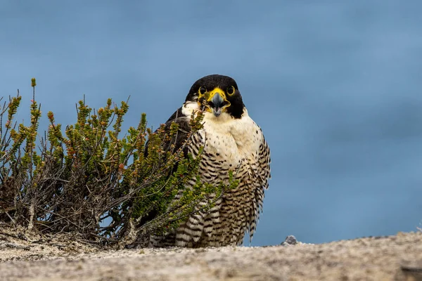 Halcón Peregrino Encaramado Cima Del Acantilado Del Océano Parque Nacional — Foto de Stock