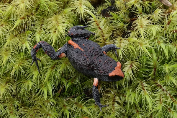 Sapo Australiano Corona Roja Sobre Musgo — Foto de Stock