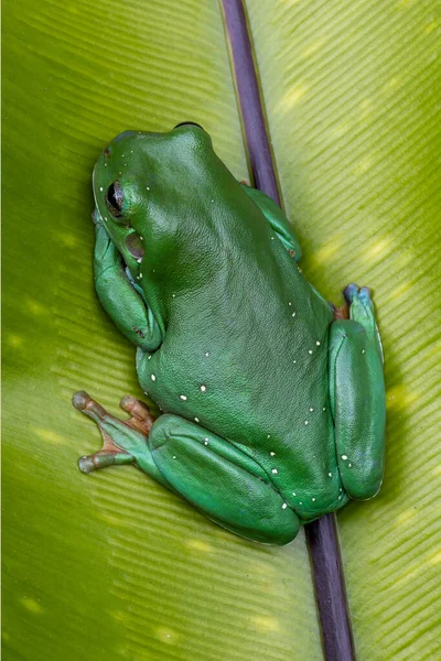 Australian Green Tree Frog Poggiata Sulla Fronda Felce Nido Uccello — Foto Stock