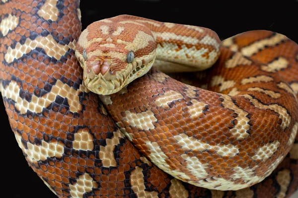 Centralian Bredl Carpet Python — Stock Photo, Image