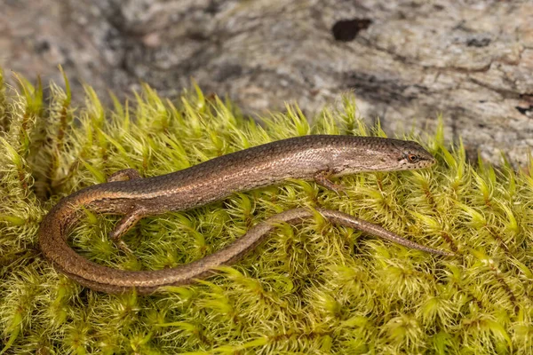 Australijska Łasica Skink Spoczywa Zielonym Mchu — Zdjęcie stockowe