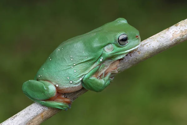 Australischer Grüner Laubfrosch Ruht Sich Auf Ast Aus — Stockfoto