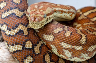 Centralian veya Bredl 'in Halı Pitonu