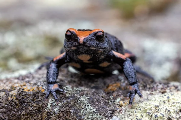 Blízké Australské Rudě Korunované Muchomůrky — Stock fotografie