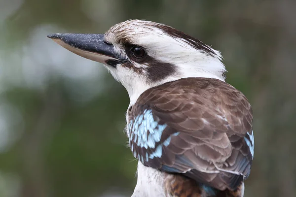 Australian Laughing Kookaburra Dacelo Novaeguineae — Foto Stock