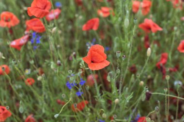 Batı Avrupa 'da vahşi manzaralar