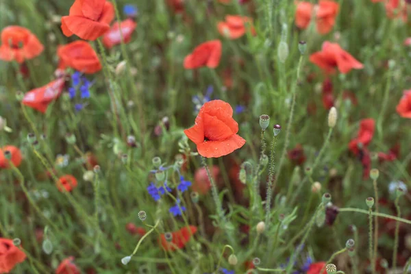 Wild landscapes in west Europe