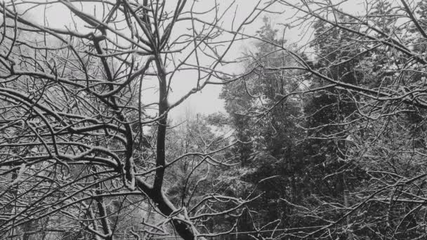 白黒ビデオ 自然ビデオ 雪が降ってる 背景のためのエンドレスビデオ — ストック動画