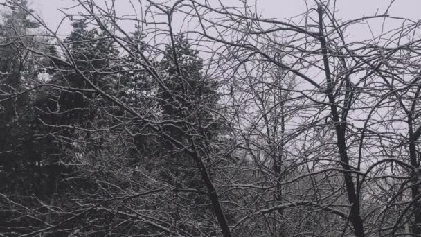 Neve Inverno Video Bianco Nero Video Sulla Natura Neve Caduta — Video Stock