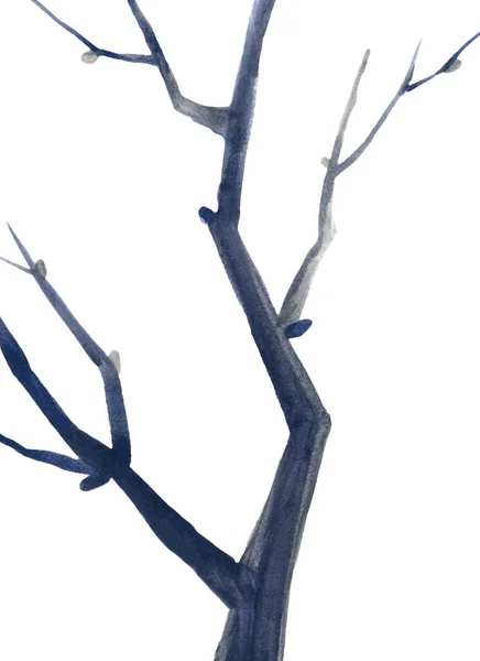 木の枝だ。葉のない青の細長い枝 — ストック写真