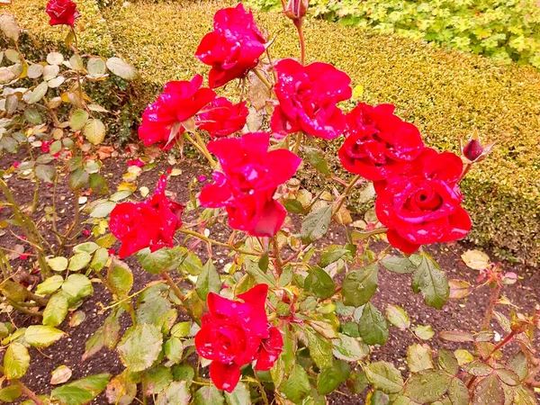 Fleurs Dans Jardin Sous Été — Photo