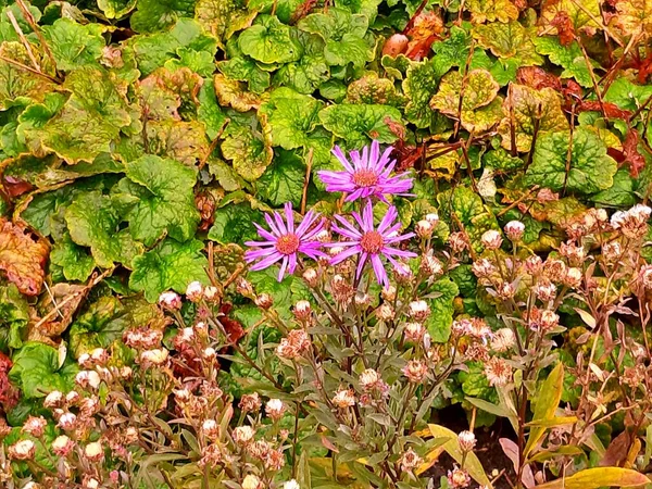 Fleurs Dans Jardin Sous Été — Photo