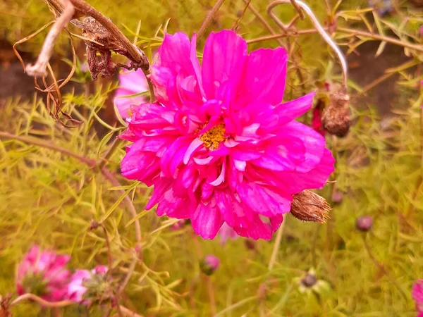 Květiny Zahradě Létě — Stock fotografie