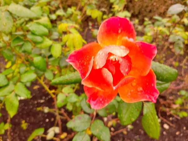 Fleurs Dans Jardin Sous Été — Photo