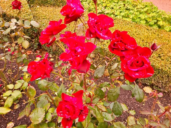 夏の庭の花 — ストック写真