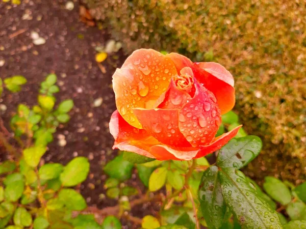 背景として夏の市内公園の花 花のついた絵葉書やパズル — ストック写真