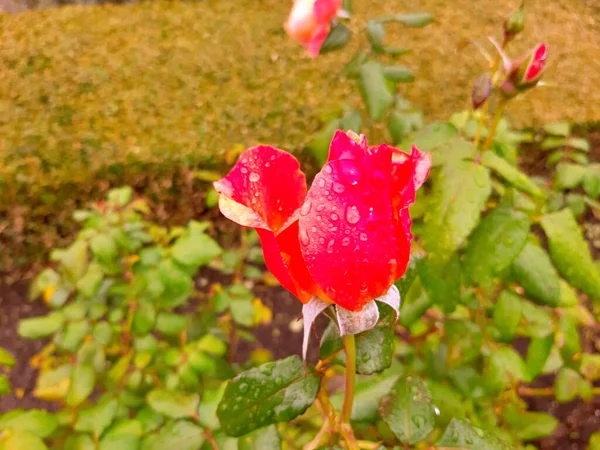 Fleurs Roses Dans Parc Ville Sous Été Comme Fond Une — Photo
