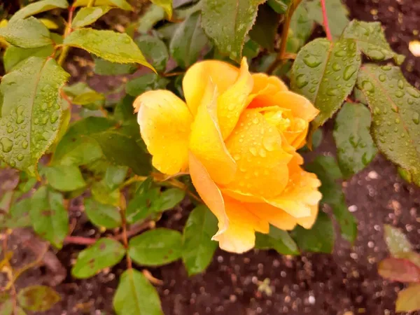 Blumen Rosen Stadtpark Sommer Als Hintergrund Eine Postkarte Oder Puzzles — Stockfoto