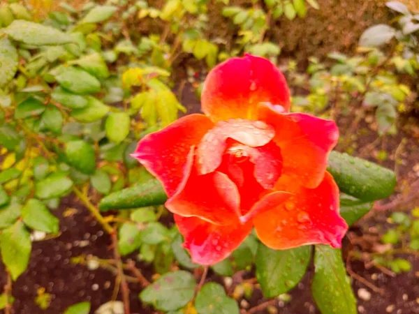 Fleurs Roses Dans Parc Ville Sous Été Comme Fond Une — Photo