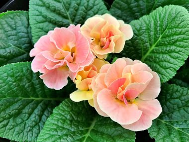 Flowers in the garden under summer.Flower in garden. flower at spring day. Colorful flower. Flower decoration. flower for design. Beautiful flower........