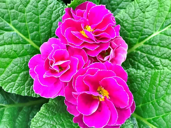 夏の庭の花庭の花 春の日の花 カラフルな花 花飾り デザインのための花 美しい花 — ストック写真