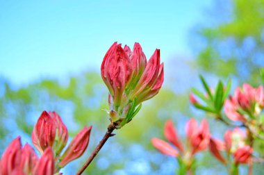 Bahar botanik bahçesinde çiçek açan Rhododendron. Güzel çiçek açan çalılar, her zaman yeşil olan çalılar. Baharın ve yazın altında, bahçedeki doğa.......
