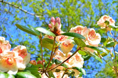 Bahar botanik bahçesinde çiçek açan Rhododendron. Güzel çiçek açan çalılar, her zaman yeşil olan çalılar. Baharın ve yazın altında, bahçedeki doğa.......