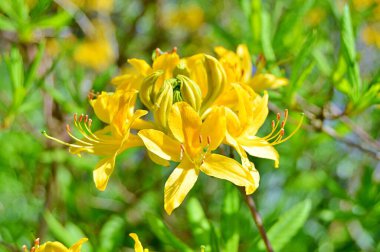 Bahar botanik bahçesinde çiçek açan Rhododendron. Güzel çiçek açan çalılar, her zaman yeşil olan çalılar. Baharın ve yazın altında, bahçedeki doğa.......