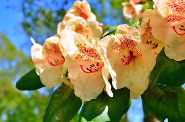 Bahar botanik bahçesinde çiçek açan Rhododendron. Güzel çiçek açan çalılar, her zaman yeşil olan çalılar. Baharın ve yazın altında, bahçedeki doğa.......