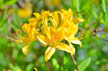 Bahar botanik bahçesinde çiçek açan Rhododendron. Güzel çiçek açan çalılar, her zaman yeşil olan çalılar. Baharın ve yazın altında, bahçedeki doğa.......
