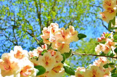 Bahar botanik bahçesinde çiçek açan Rhododendron. Güzel çiçek açan çalılar, her zaman yeşil olan çalılar. Baharın ve yazın altında, bahçedeki doğa.......