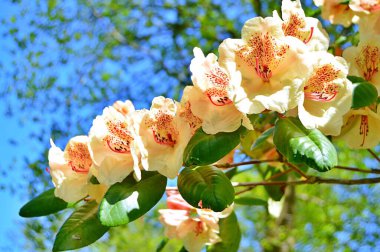 Bahar botanik bahçesinde çiçek açan Rhododendron. Güzel çiçek açan çalılar, her zaman yeşil olan çalılar. Baharın ve yazın altında, bahçedeki doğa.......