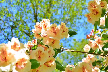 Bahar botanik bahçesinde çiçek açan Rhododendron. Güzel çiçek açan çalılar, her zaman yeşil olan çalılar. Baharın ve yazın altında, bahçedeki doğa.......