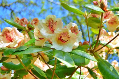 Bahar botanik bahçesinde çiçek açan Rhododendron. Güzel çiçek açan çalılar, her zaman yeşil olan çalılar. Baharın ve yazın altında, bahçedeki doğa.......