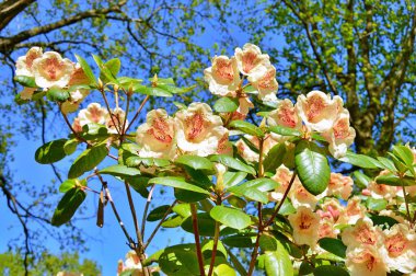 Bahar botanik bahçesinde çiçek açan Rhododendron. Güzel çiçek açan çalılar, her zaman yeşil olan çalılar. Baharın ve yazın altında, bahçedeki doğa.......