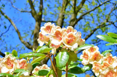 Bahar botanik bahçesinde çiçek açan Rhododendron. Güzel çiçek açan çalılar, her zaman yeşil olan çalılar. Baharın ve yazın altında, bahçedeki doğa.......