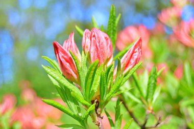Bahar botanik bahçesinde çiçek açan Rhododendron. Güzel çiçek açan çalılar, her zaman yeşil olan çalılar. Baharın ve yazın altında, bahçedeki doğa.......