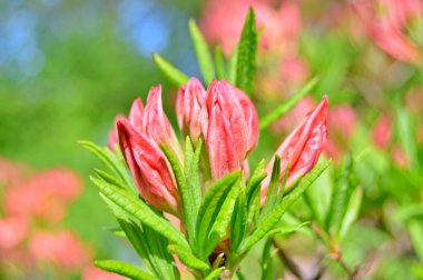 Bahar botanik bahçesinde çiçek açan Rhododendron. Güzel çiçek açan çalılar, her zaman yeşil olan çalılar. Baharın ve yazın altında, bahçedeki doğa.......