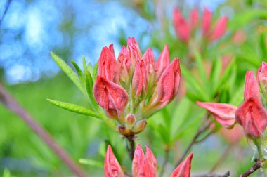 Bahar botanik bahçesinde çiçek açan Rhododendron. Güzel çiçek açan çalılar, her zaman yeşil olan çalılar. Baharın ve yazın altında, bahçedeki doğa.......
