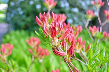 Bahar botanik bahçesinde çiçek açan Rhododendron. Güzel çiçek açan çalılar, her zaman yeşil olan çalılar. Baharın ve yazın altında, bahçedeki doğa.......