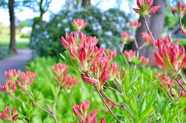 Bahar botanik bahçesinde çiçek açan Rhododendron. Güzel çiçek açan çalılar, her zaman yeşil olan çalılar. Baharın ve yazın altında, bahçedeki doğa.......