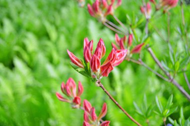 Bahar botanik bahçesinde çiçek açan Rhododendron. Güzel çiçek açan çalılar, her zaman yeşil olan çalılar. Baharın ve yazın altında, bahçedeki doğa.......
