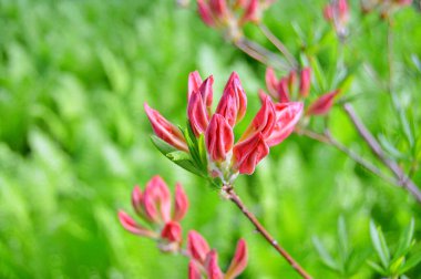 Bahar botanik bahçesinde çiçek açan Rhododendron. Güzel çiçek açan çalılar, her zaman yeşil olan çalılar. Baharın ve yazın altında, bahçedeki doğa.......