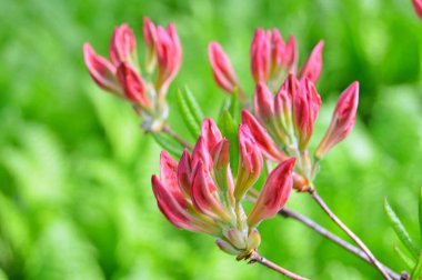 Bahar botanik bahçesinde çiçek açan Rhododendron. Güzel çiçek açan çalılar, her zaman yeşil olan çalılar. Baharın ve yazın altında, bahçedeki doğa.......