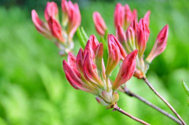 Bahar botanik bahçesinde çiçek açan Rhododendron. Güzel çiçek açan çalılar, her zaman yeşil olan çalılar. Baharın ve yazın altında, bahçedeki doğa.......