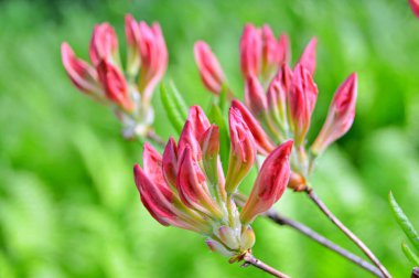 Bahar botanik bahçesinde çiçek açan Rhododendron. Güzel çiçek açan çalılar, her zaman yeşil olan çalılar. Baharın ve yazın altında, bahçedeki doğa.......