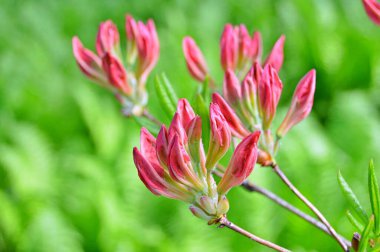 Bahar botanik bahçesinde çiçek açan Rhododendron. Güzel çiçek açan çalılar, her zaman yeşil olan çalılar. Baharın ve yazın altında, bahçedeki doğa.......